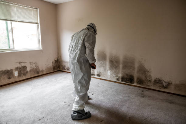 Best Forensic Mold Investigation  in Quinlan, TX